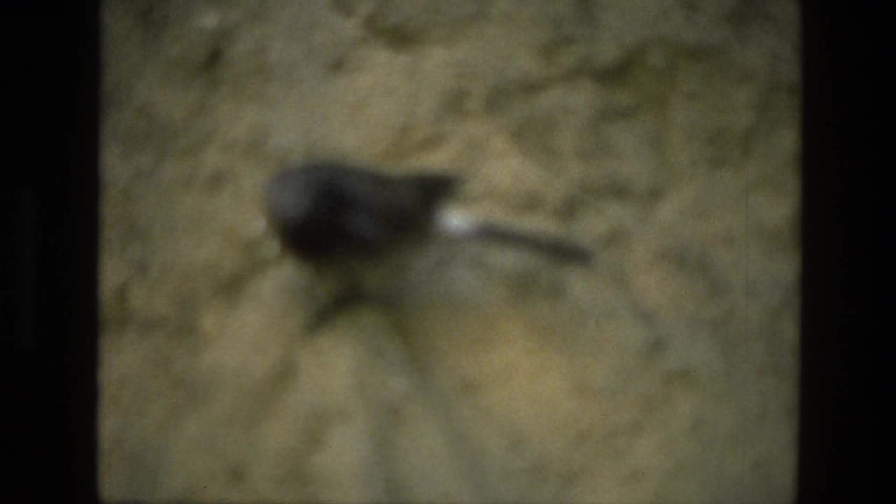 Soft-focus squirrel on a rocky surface in bright daylight.