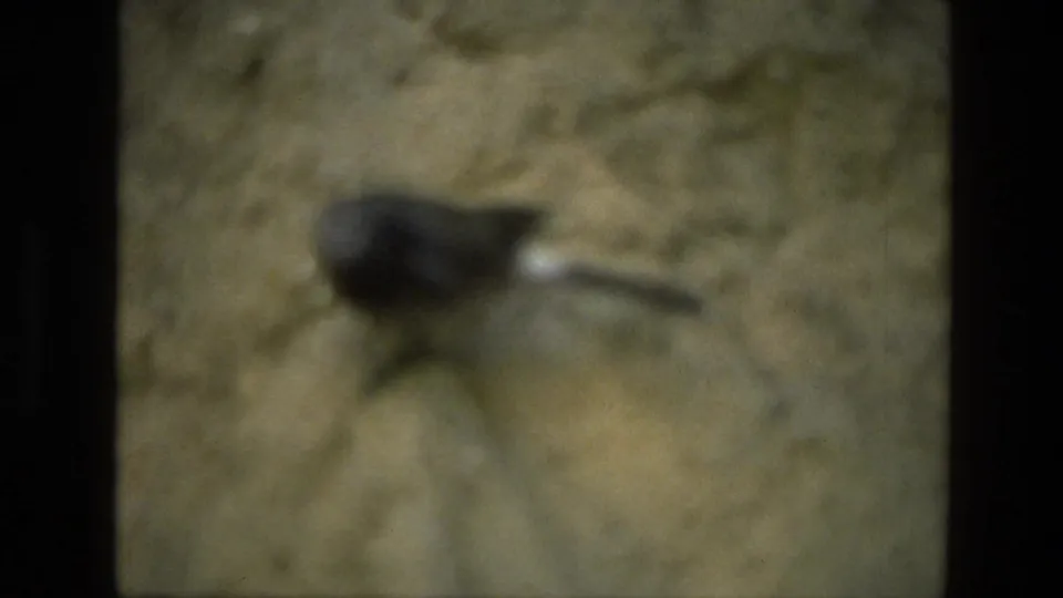 Soft 1974 8mm frame from India showing a small squirrel blurred against a rocky outdoor surface.