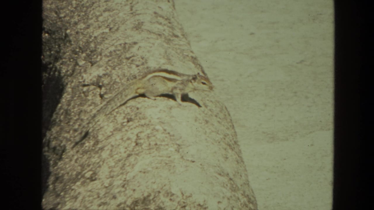 A squirrel rests or moves along a textured stone surface in a sunlit outdoor setting, likely India in 1974.