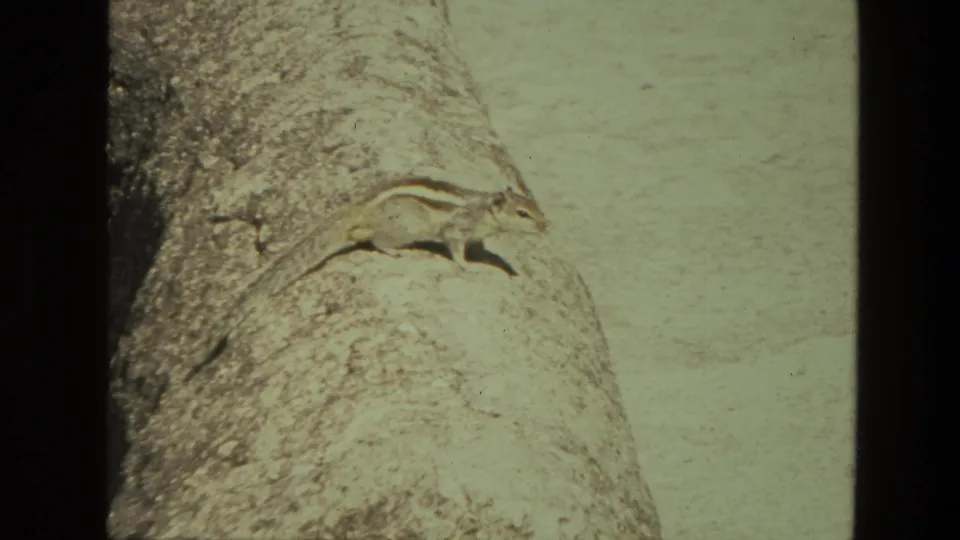 A squirrel rests or moves along a textured stone surface in a sunlit outdoor setting, likely India in 1974.