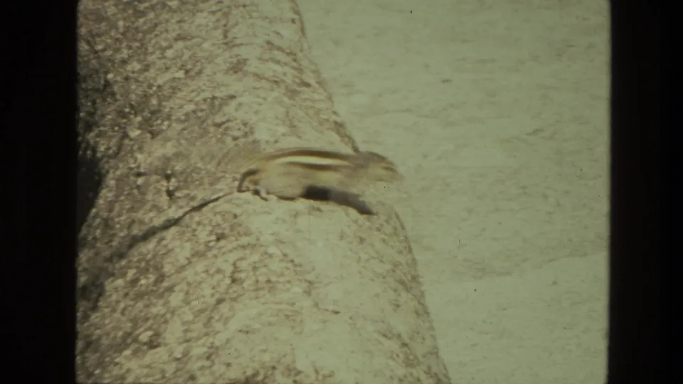 1974 8mm travel footage shows a squirrel on a broad sloped rock in bright, dry outdoor terrain.