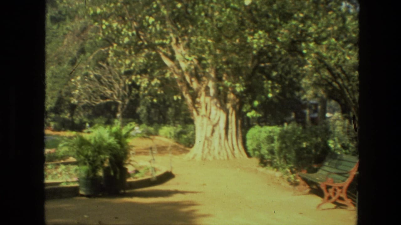 Large tree beside a dirt path with benches and potted plants in a sunny park.