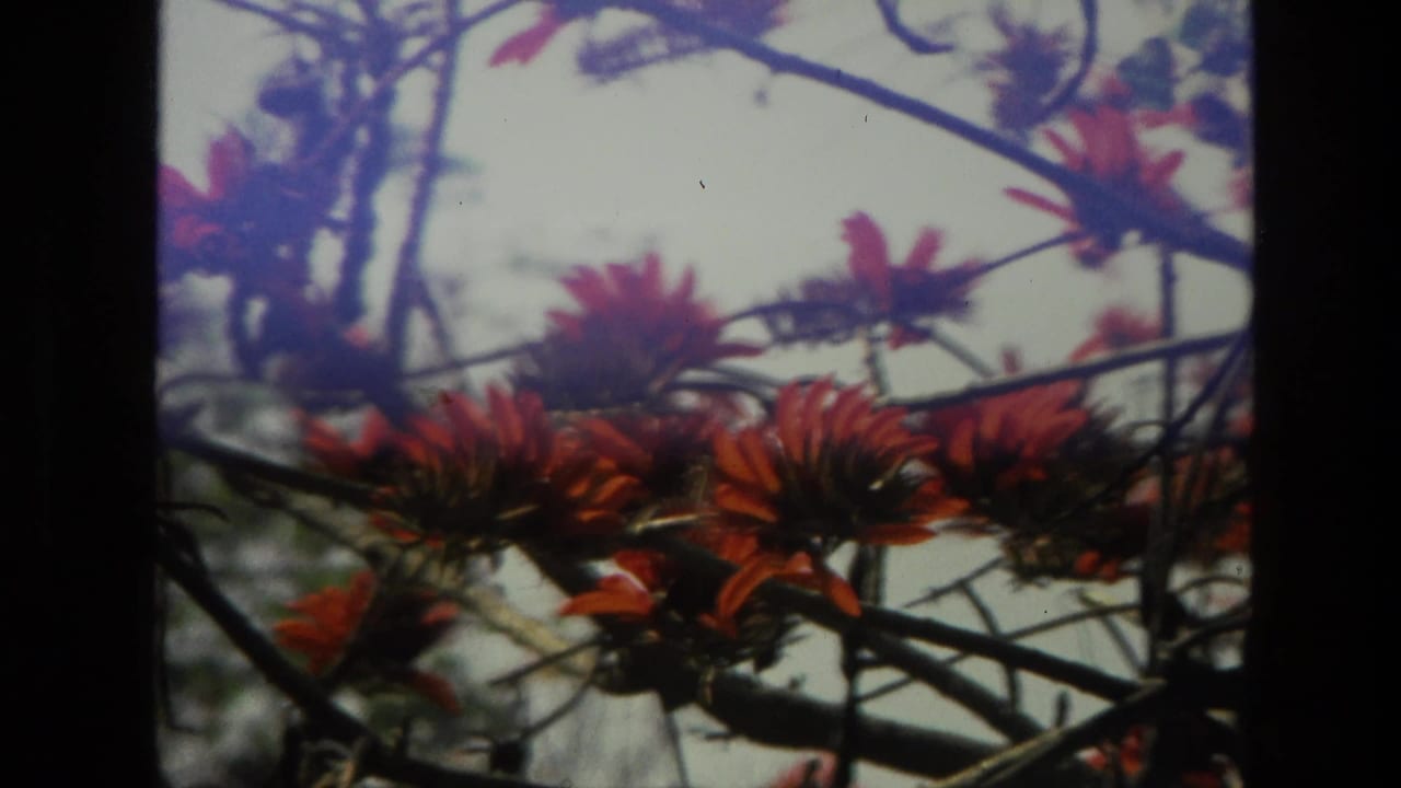 Close 8mm view of red blossoms on branching limbs against a pale sky, likely from the same 1974 India garden footage.