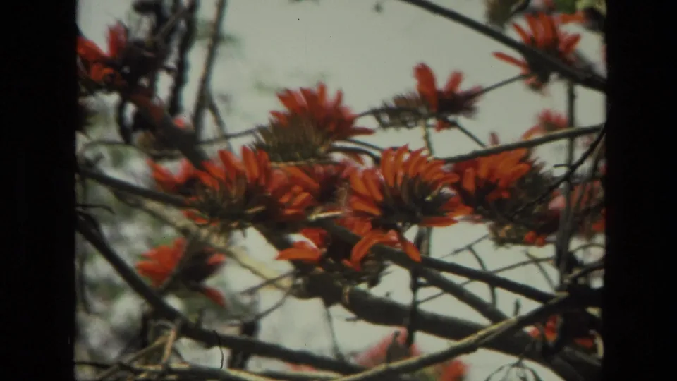 Soft, handheld 8mm close-up of red flowering clusters on tree branches, with visible grain and bright sky behind them.