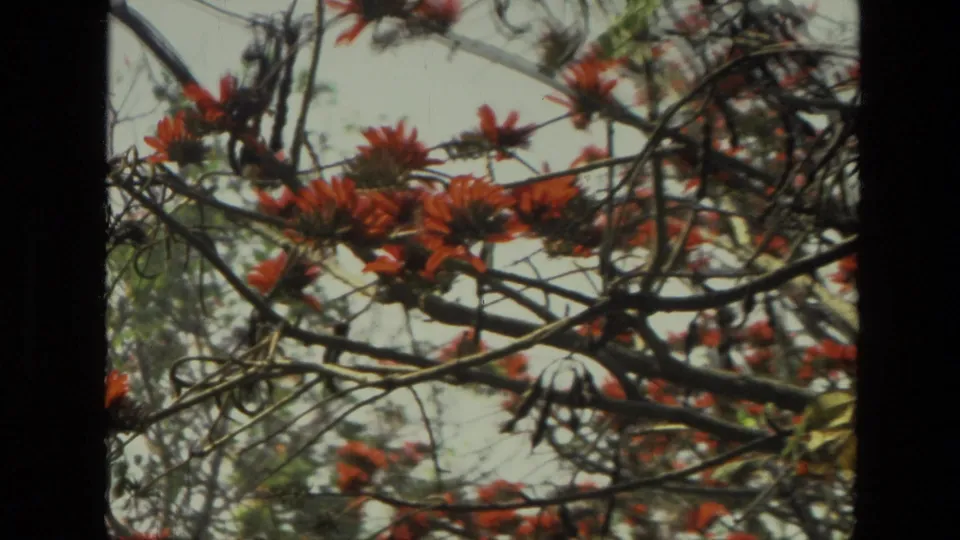 Wider close view of red blossoms scattered across thin tree branches, framed by 8mm film borders and bright sky.