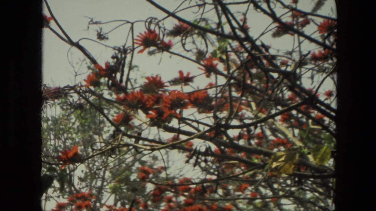 1974 India 8mm frame showing red blossoms and tangled branches against a pale sky through a dark window opening.