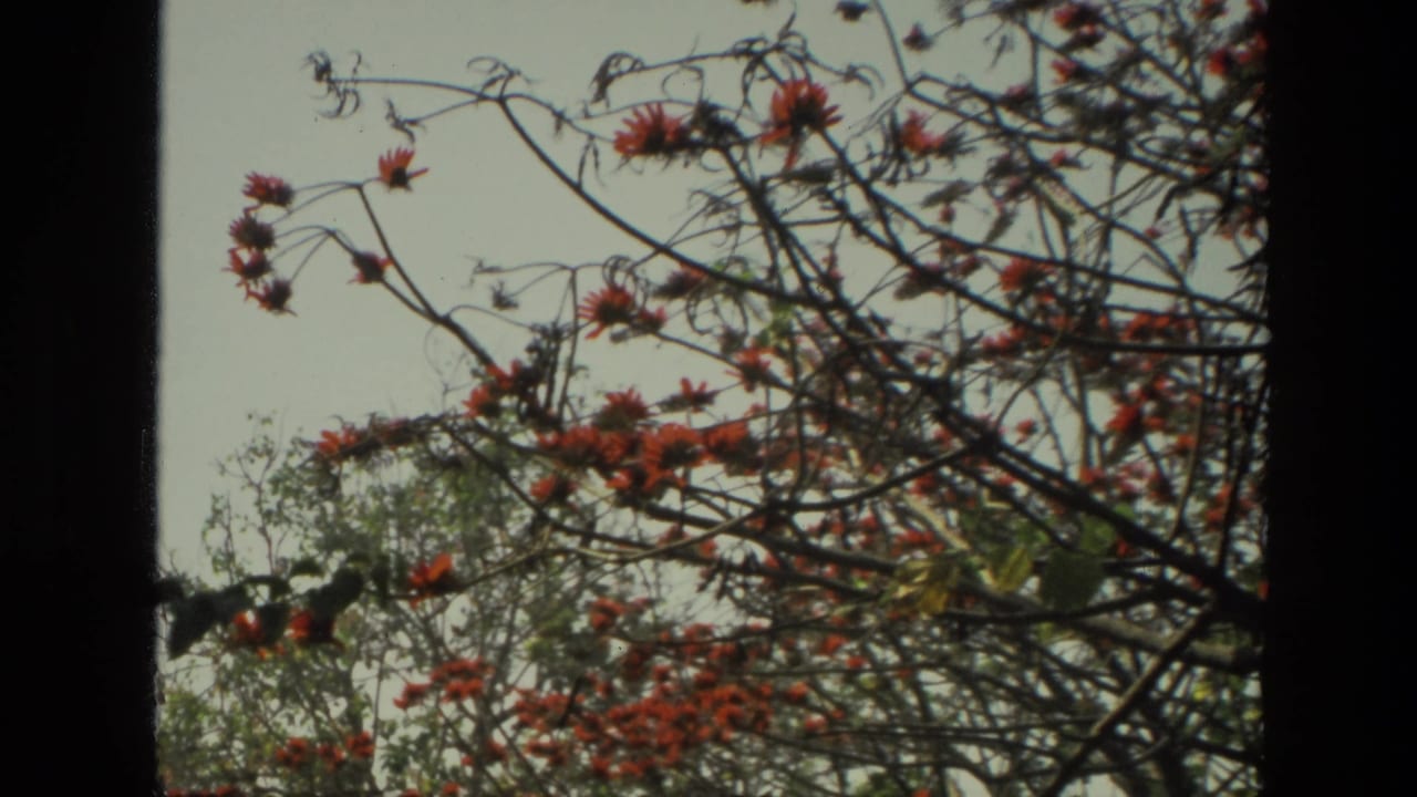 Flowering tree branches crossing a pale sky beside a dark vertical frame.