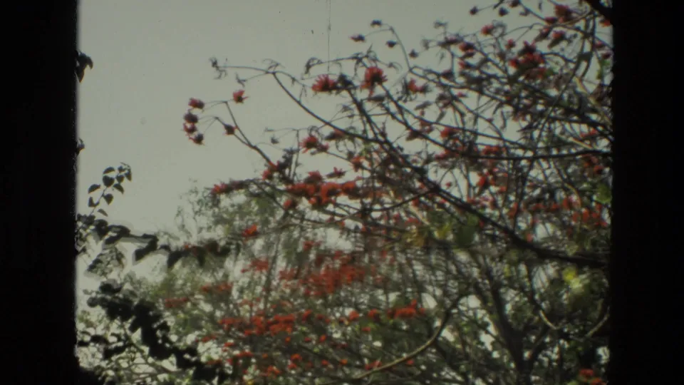 1974 India 8mm view of flowering branches and leafy growth, with a dark frame edge and soft archival color.
