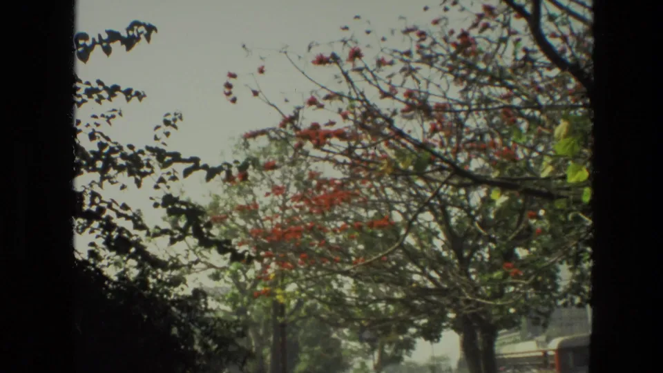 1974 India home-movie frame showing red blossoms, tree canopy, pale sky, and a partial vehicle edge near the lower right.