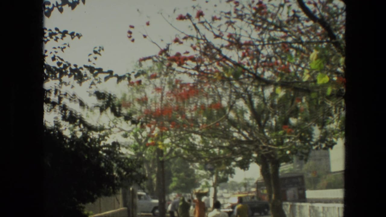 Tree-lined city street with pedestrians, cars, and red blossoms seen through a dark window frame.