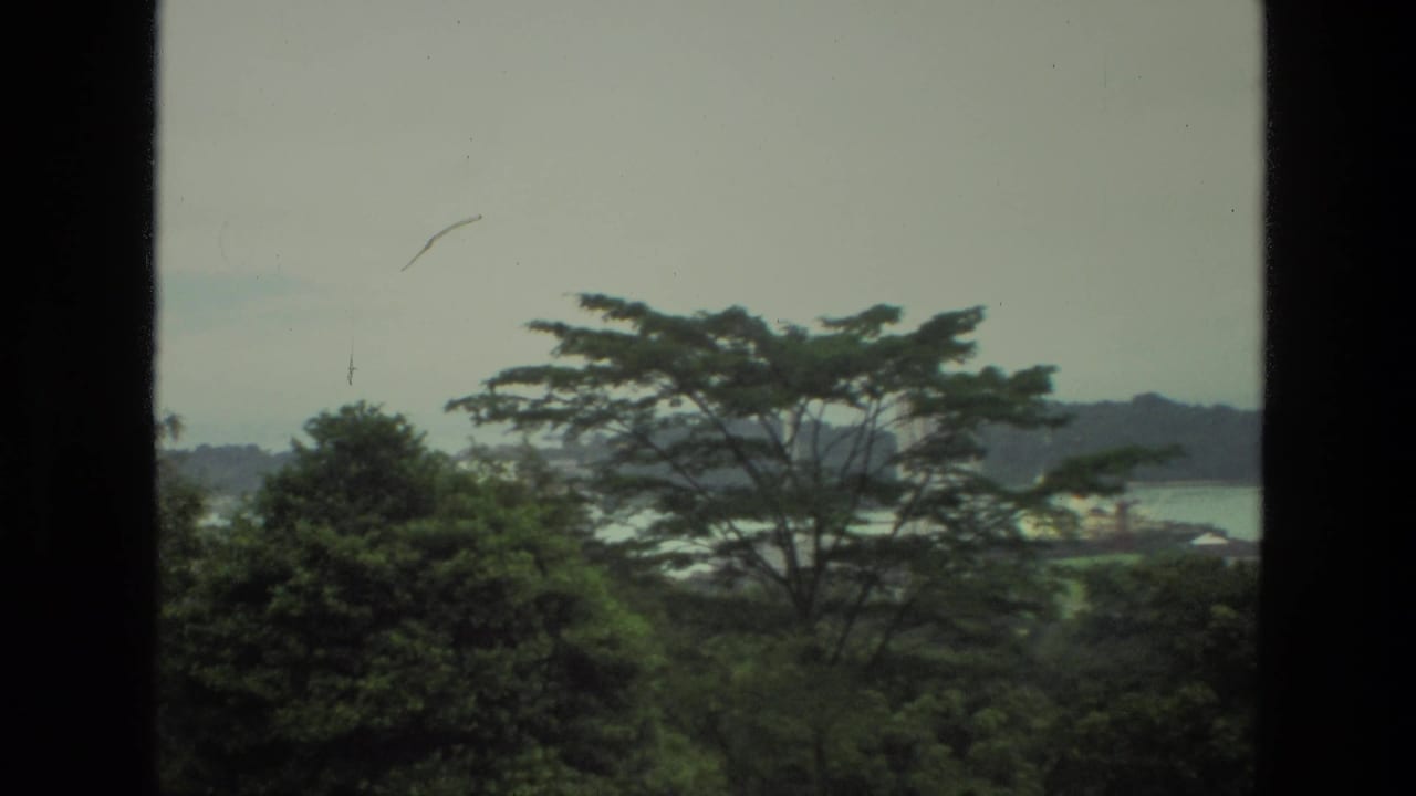 Treetops and distant water seen through dark vertical window frames.