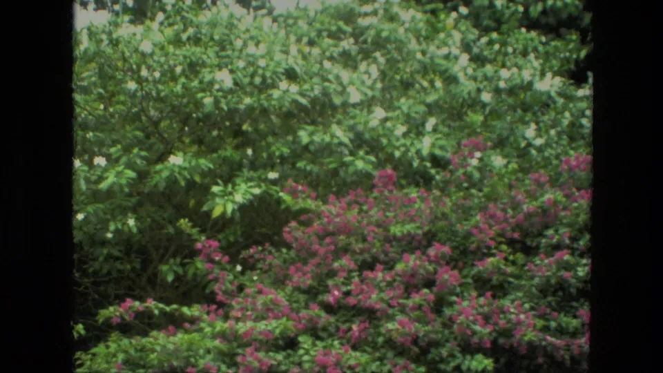 1974 India home-movie frame of dense green hillside plants and pink flowering bushes, with film or window framing above.