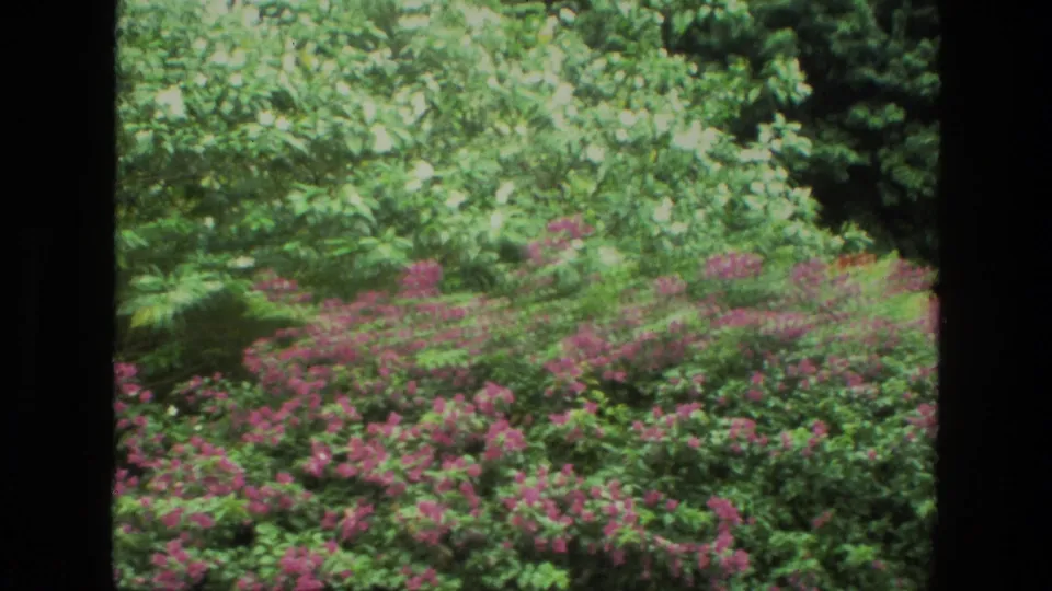 1974 India 8mm frame showing a lush garden slope with pink flowers, layered green foliage, and darker trees beyond.