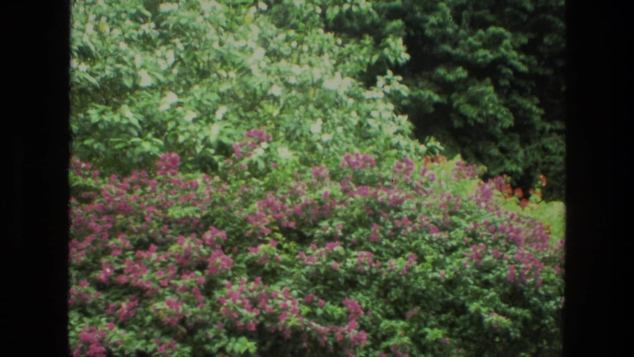 Garden seen through dark window frames with purple flowering shrubs and dense green trees.