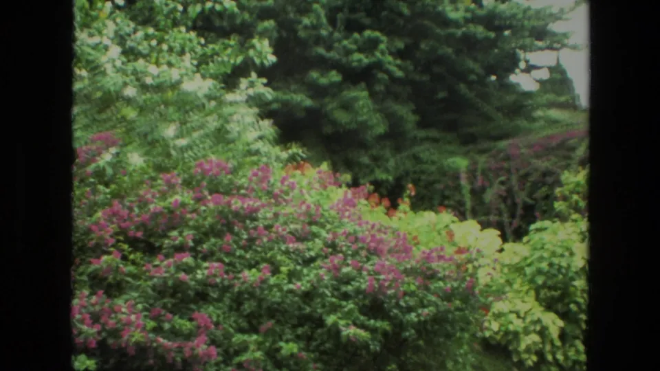 A 1974 India garden view framed by a dark window bar, with purple blossoms, shrubs, and tall green trees in the background.