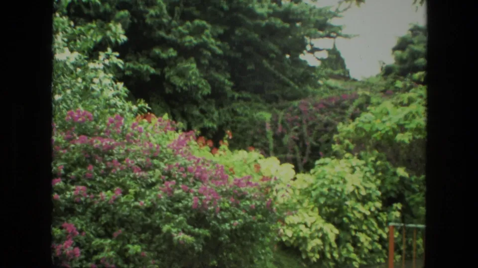 1974 India 8mm frame of a lush garden, with purple flowering shrubs, pale green foliage, and tall trees seen past a window frame.