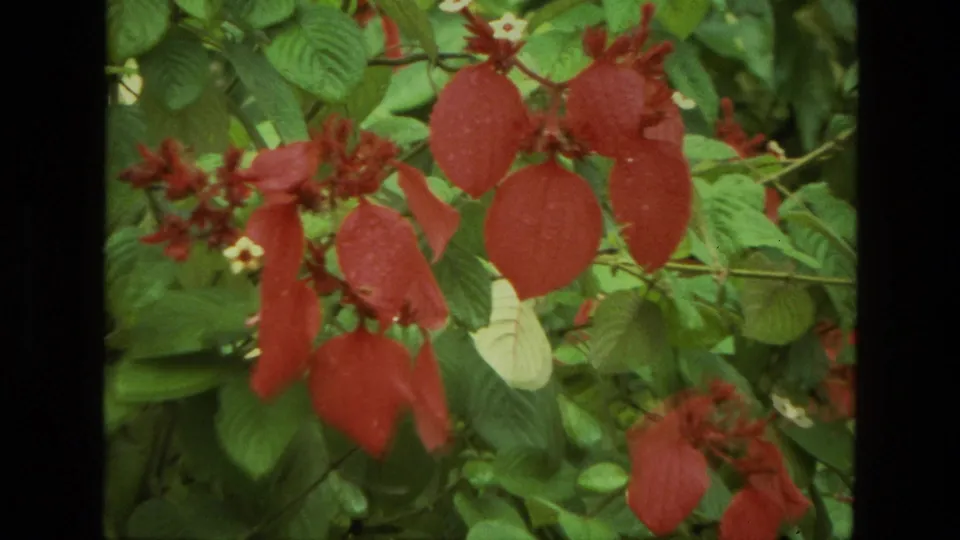 Close 1974 India 8mm view of a tropical plant with red bracts, small white flowers, and broad green leaves.