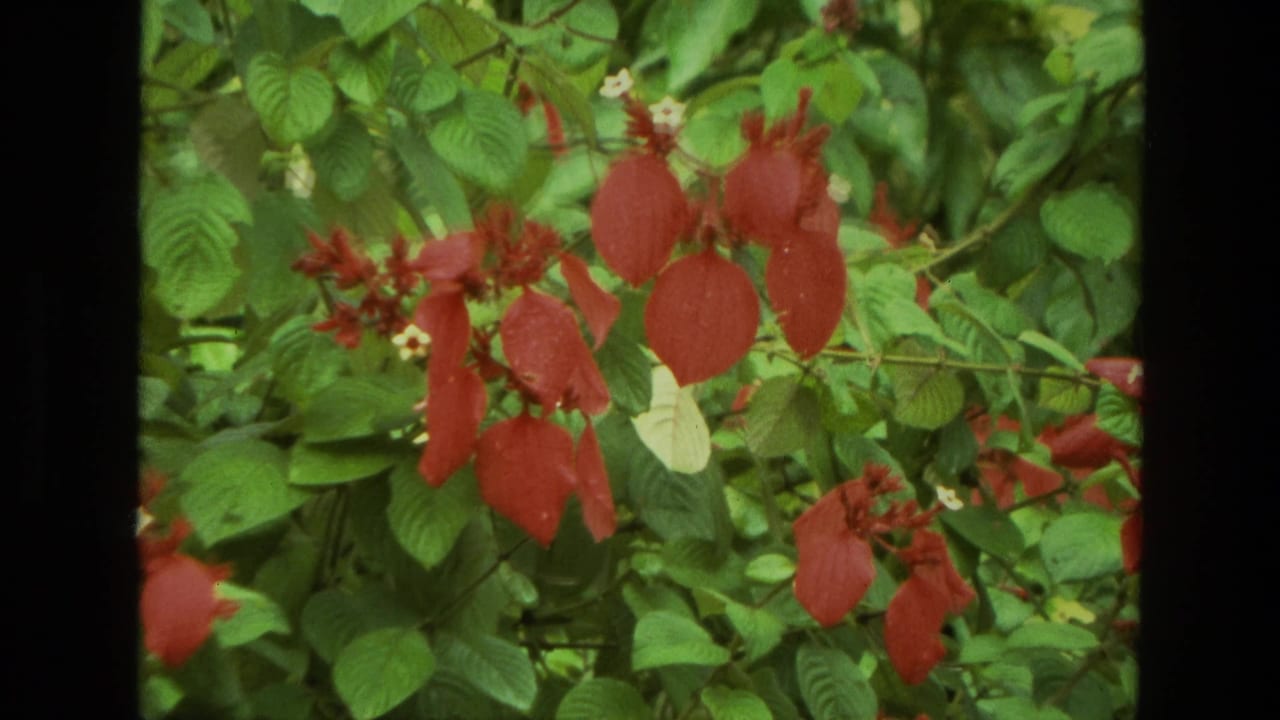 Close view of red bracts and small pale flowers among green leaves.