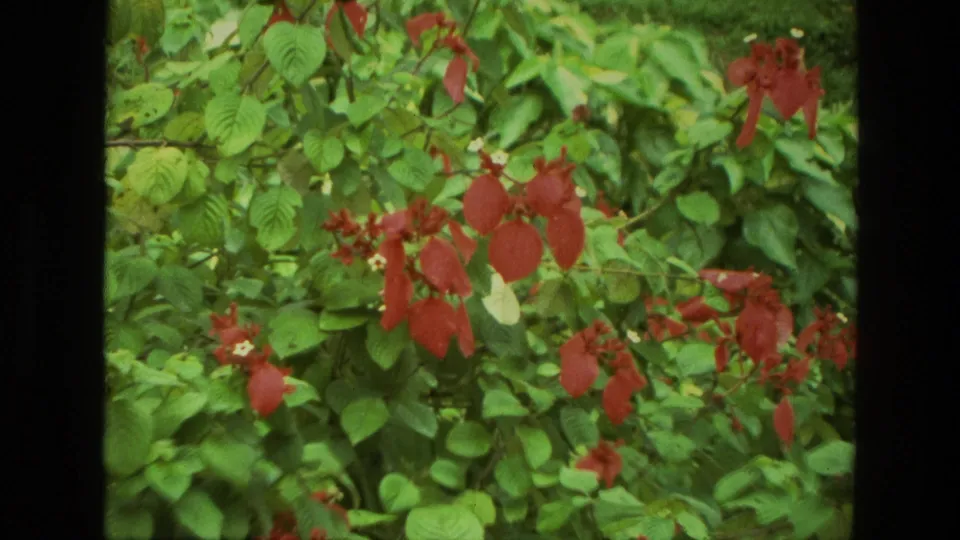 1974 India 8mm frame with a red flowering plant set back slightly within lush green garden growth.
