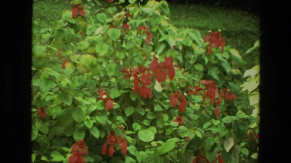 1974 India 8mm frame showing a wider view of red bracts on a leafy garden plant with grass visible behind it.