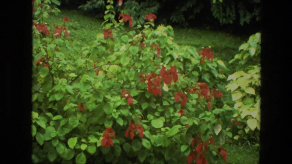 1974 India 8mm frame showing scattered red bracts across a leafy green garden plant with darker foliage beyond.