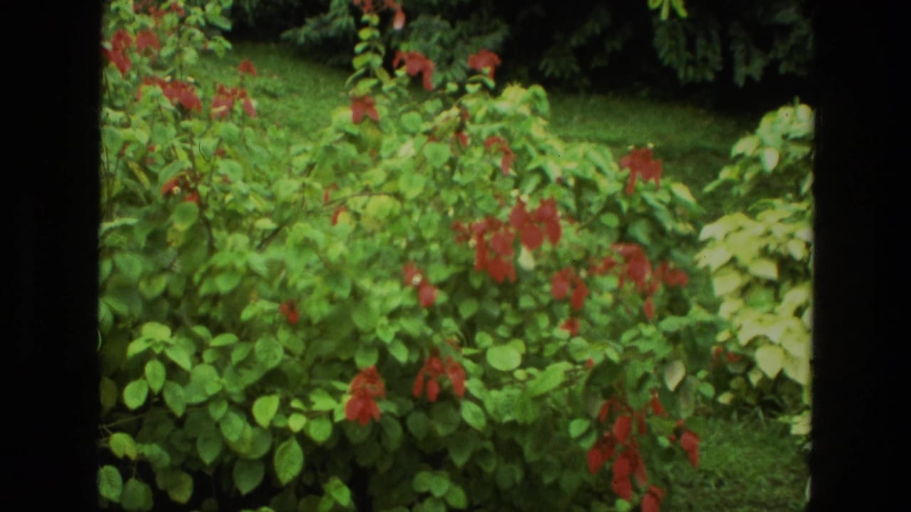 Red flowers and green foliage beside a patch of lawn.