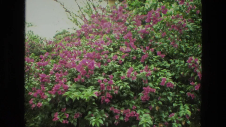 1974 India 8mm frame of a dense pink flowering shrub, likely bougainvillea-like, with green foliage and pale sky behind it.