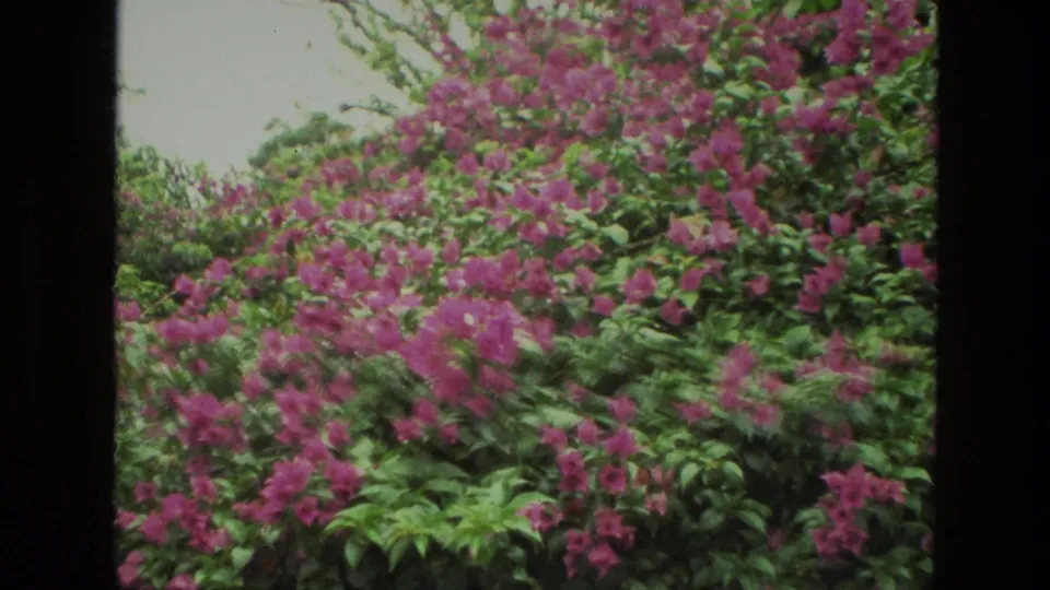 1974 India 8mm frame showing close pink blossoms spread across leafy garden shrubs, with soft color and visible film grain.