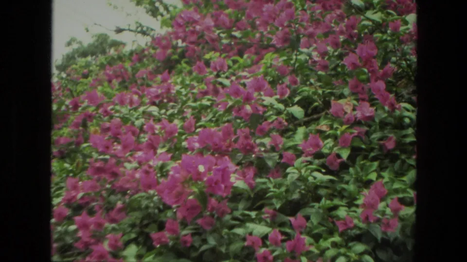 1974 India 8mm frame with dense magenta-pink flowers and green leaves filling the view in a lush garden close-up.