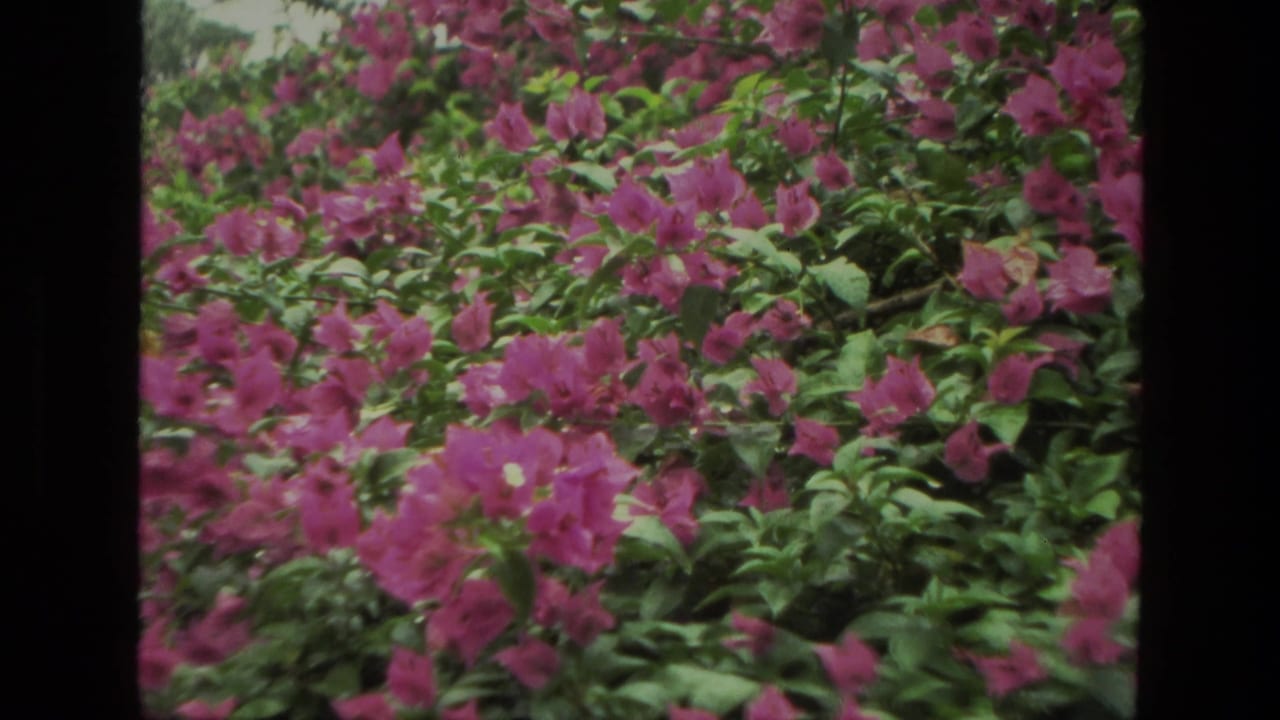 Pink flowers and green leaves fill the frame with dark 8mm border edges.
