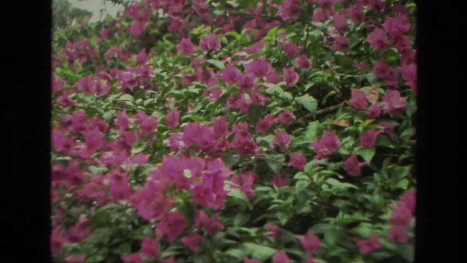 1974 India 8mm frame showing dense pink flowering shrubs and green foliage in a garden close view.