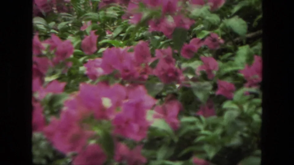 Soft 8mm garden view from India in 1974, with pink blossoms and leafy shrubs filling the frame.