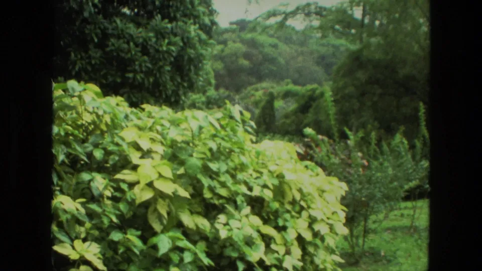 1974 India home-movie frame showing a wider garden area with pale leaves, trees, and layered greenery.
