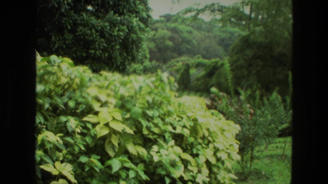 Lush green garden foliage with a distant landscaped view framed by dark film borders.