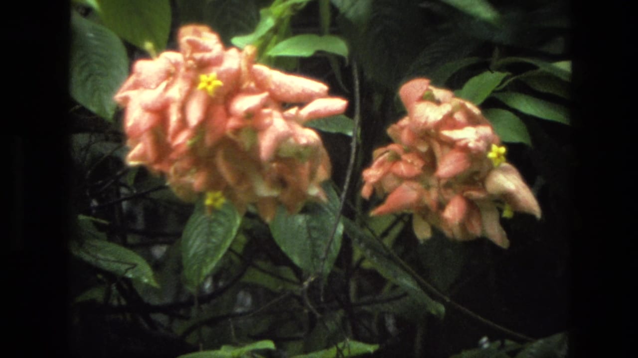1974 India 8mm frame showing peach-colored blossoms with small yellow centers set against broad tropical leaves.