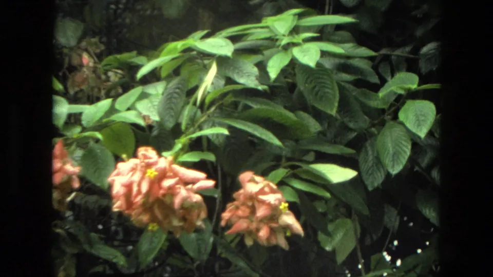 1974 8mm home-movie frame from India with peach-toned flowers near the lower edge beneath layered green leaves.