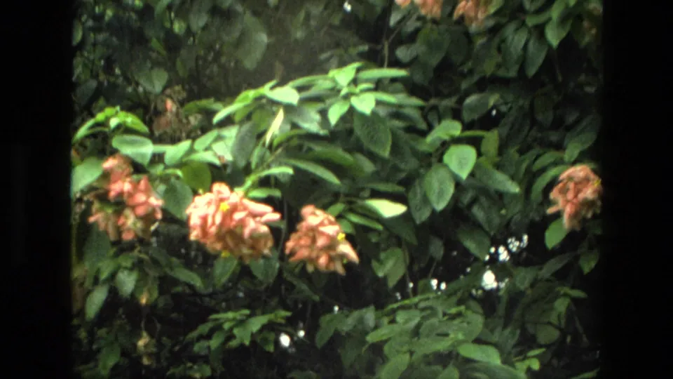 1974 India 8mm frame showing multiple peach flower clusters surrounded by lush green garden foliage and dark film-edge framing.