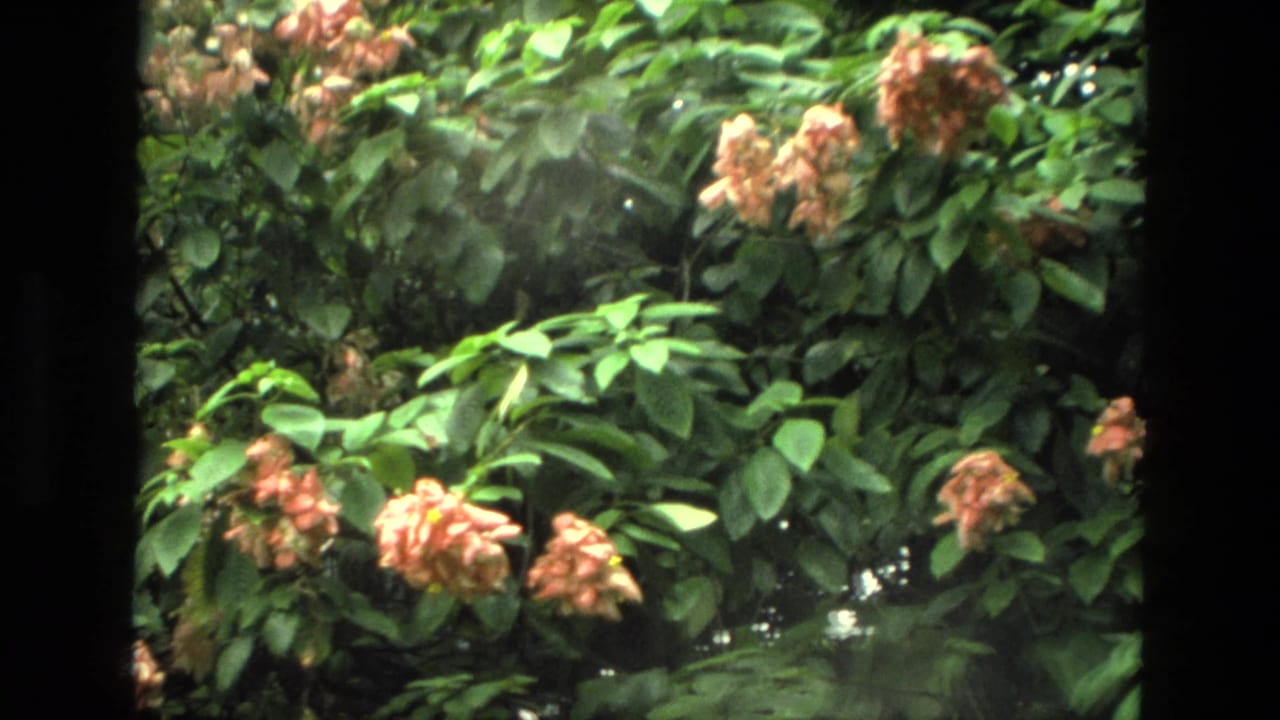 Green foliage with peach flower clusters seen through dark vertical framing.