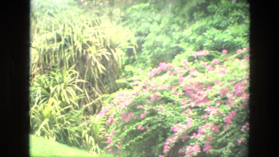 Overexposed 1974 India garden frame showing pink flowering bushes, spiky plants, and layered green foliage.