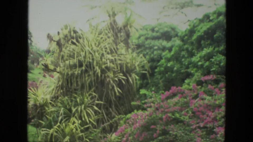 1974 India 8mm garden view with pink flowering shrubs, tall spiky plants, and dense green background foliage.