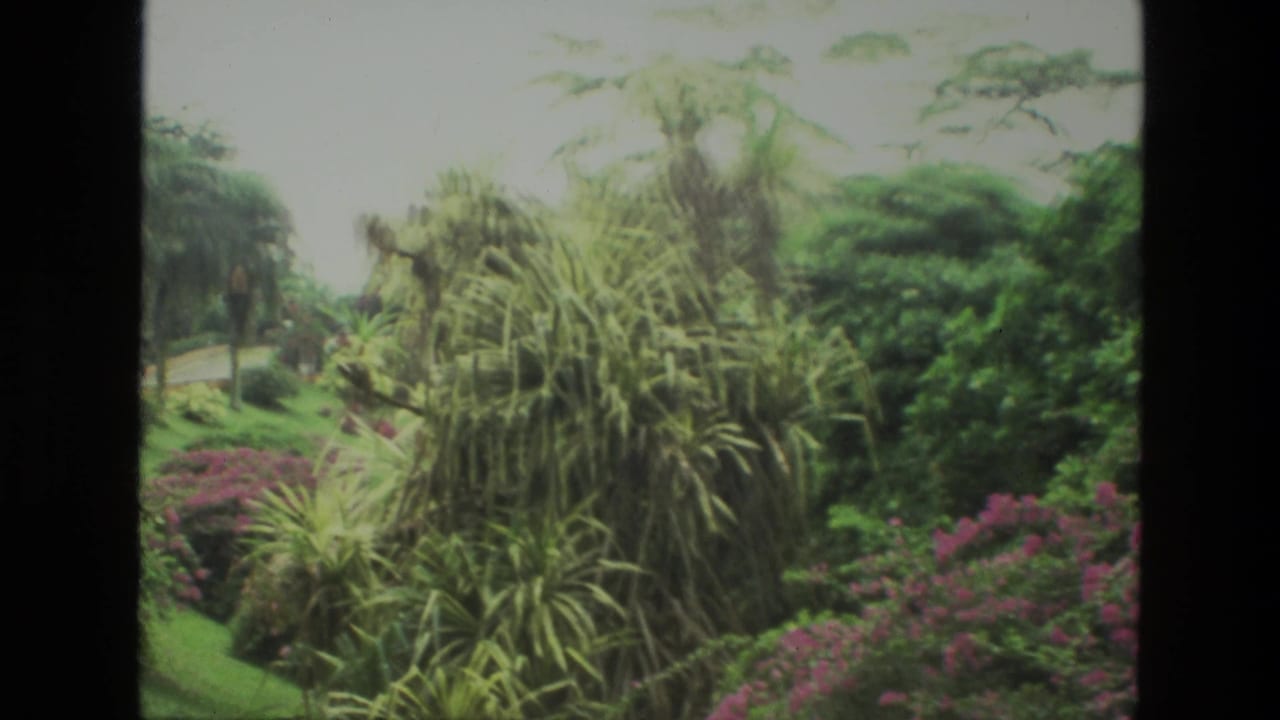 Tropical garden with palms, dense foliage, pink flowers, and sloped lawn.