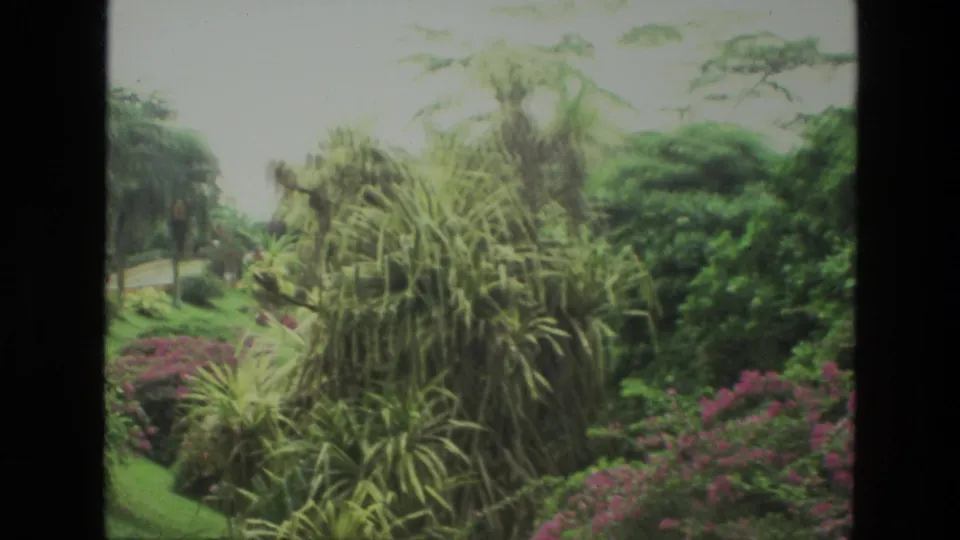 1974 India 8mm frame showing a lush tropical garden with palms, dense foliage, pink flowers, and a sloping manicured lawn.