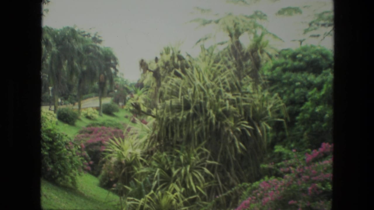 Lush garden hillside with palms, shrubs, pink flowers, and layered greenery.
