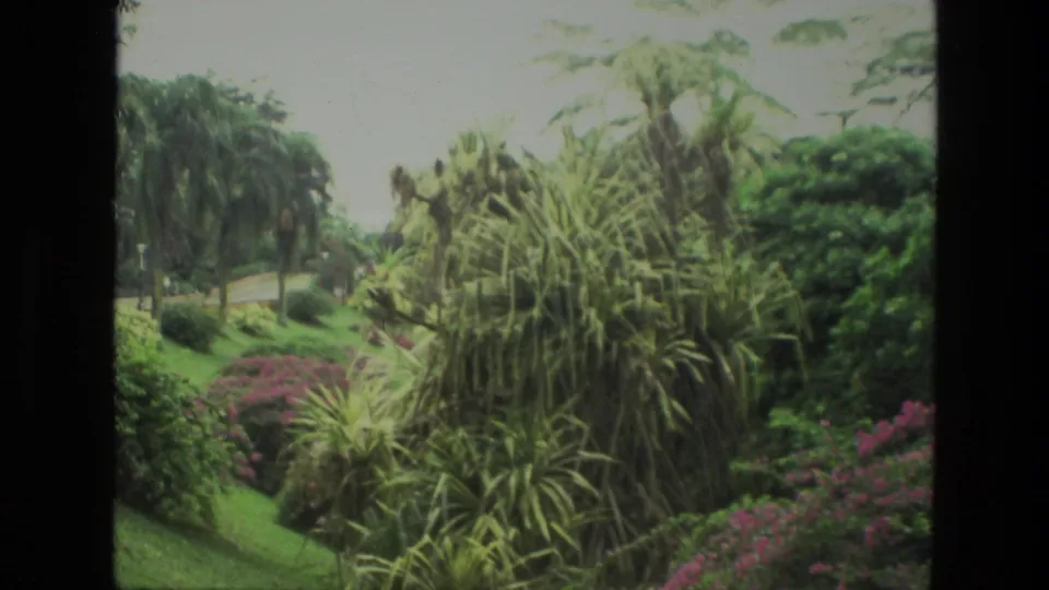 1974 India 8mm frame of a landscaped tropical hillside with palms, ornamental shrubs, pink flowers, and soft archival film color.