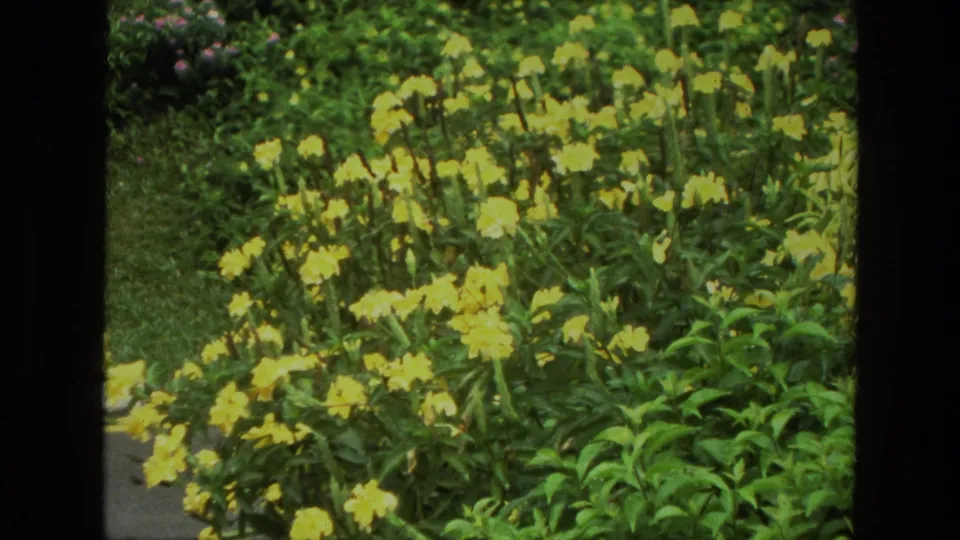 1974 India 8mm frame showing yellow flowers and green leaves in close view, with a garden path or paved edge at the side.