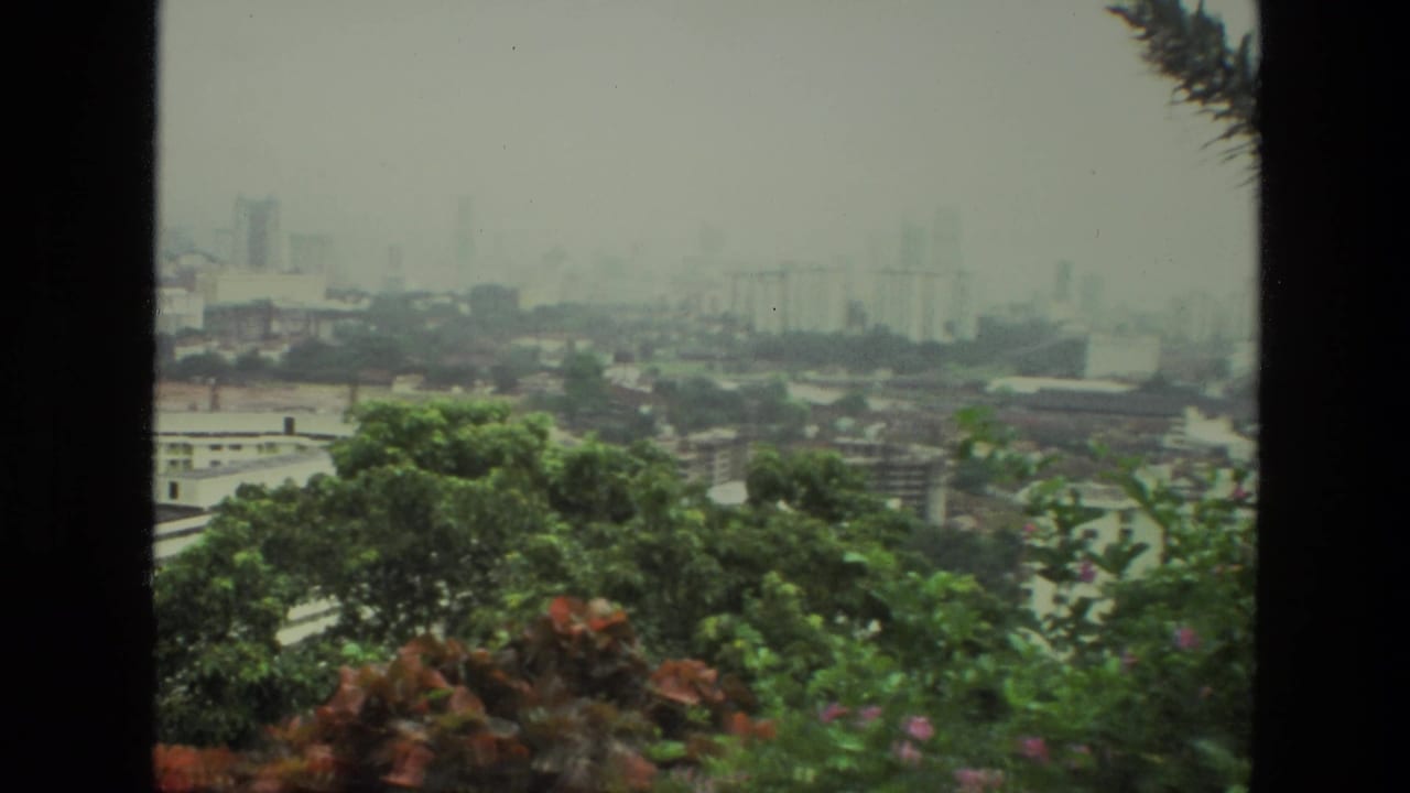 Hazy city view beyond green trees and pink flowers from an elevated position.