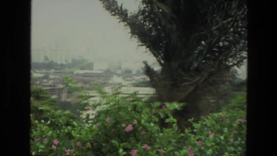 1974 India 8mm frame where the pan brings a large palm trunk into view before the distant hazy urban landscape.
