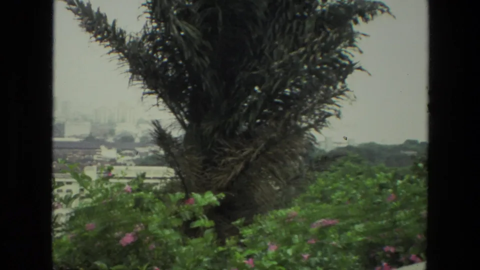 1974 India 8mm frame showing a palm tree and pink-flowered greenery overlooking a hazy cityscape.