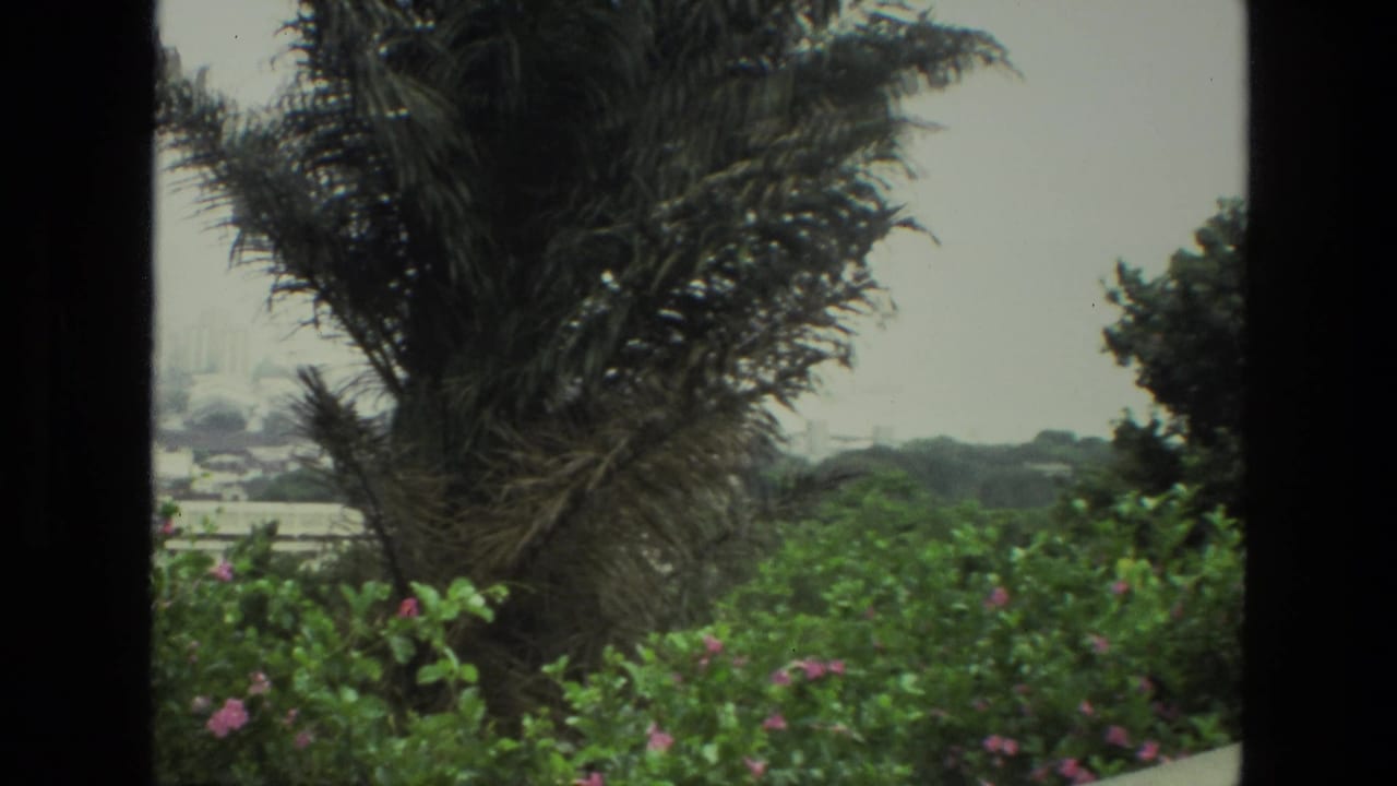 Palm tree and flowering garden seen through a dark window frame with a hazy city beyond.