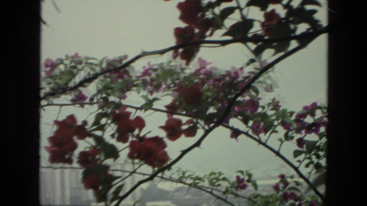 Flowering branches cross a pale sky with distant buildings partly visible below.